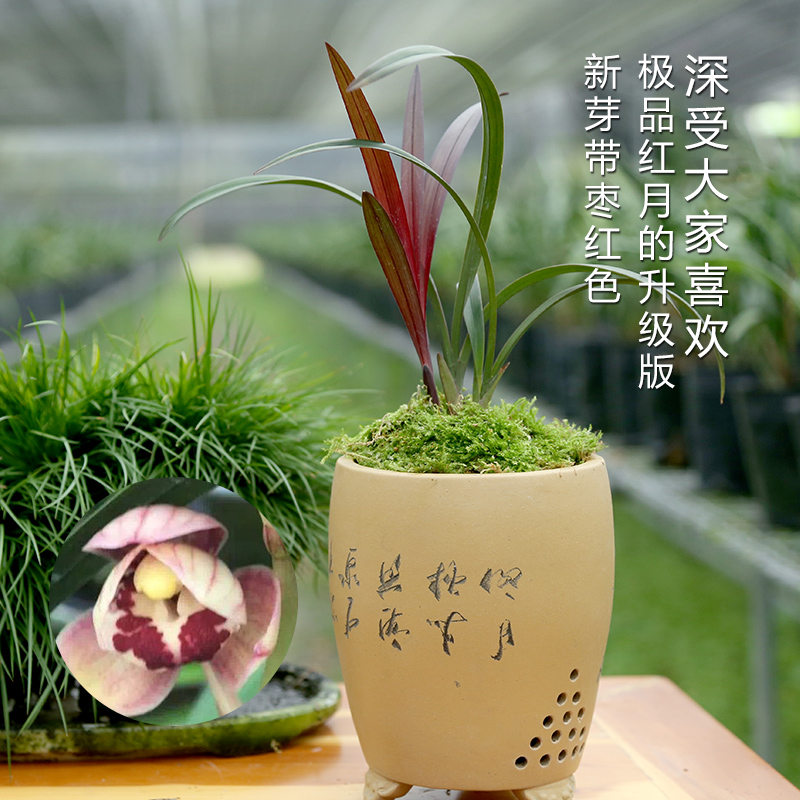 high-grade Boutique orchid Four Seasons Portland Cymbidium Bud Carmine green flowers and plants Strong fragrance Orchid Flower seedlingsin the Flower delivery/Flowers simulation/Plants gardening , Flowers/Potted plants (New) , Flowers category - from Buy2taobao.com to provide professional Taobao agent buy service