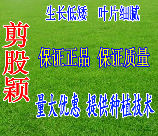 葡匐翦股穎草坪種子剪股穎種子細弱剪股穎草坪種子牧草種子實拍在類目 鮮花速遞/花卉仿真/綠植園藝, 花卉/蔬果/草坪種子(新), 家庭園藝種子中 - 來自Buy2taobao.com提供專業的淘寶代購服務