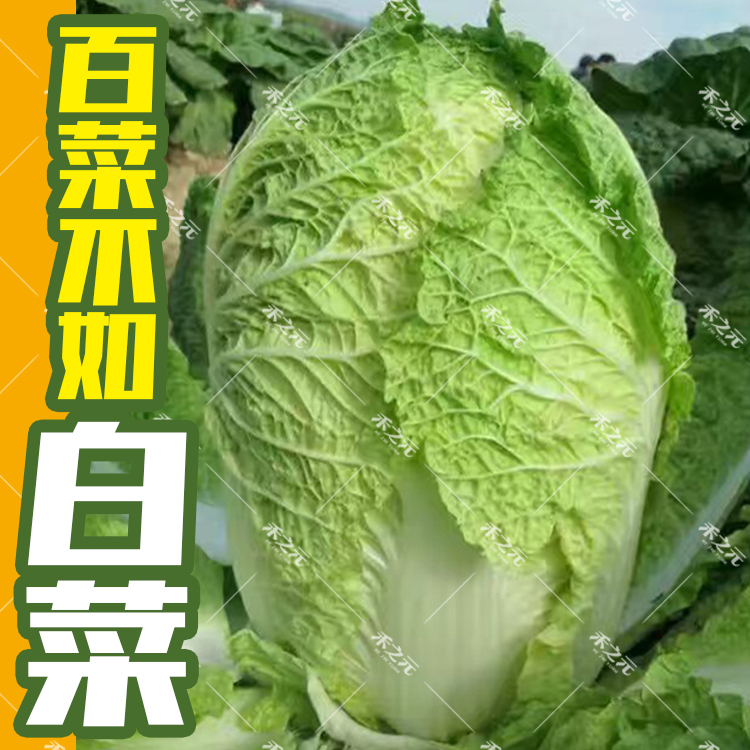 百菜不如白菜大白菜種子夏陽黃芯膠州蔬菜夏秋冬四季儲播推薦耐熱在類目 鮮花速遞/花卉仿真/綠植園藝, 花卉/蔬果/草坪種子(新), 家庭園藝種子中 - 來自Buy2taobao.com提供專業的淘寶代購服務