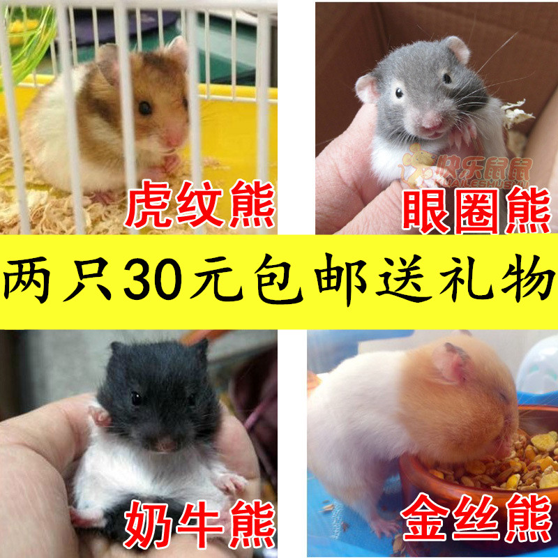 金丝熊虎纹熊活体奶牛眼圈米熊仓鼠活体小宠物鼠活物两只30元包邮|ruв категории животное/Животное питание и принадлежностей, хомяк класса и других малых животное, хомяк - от Buy2taobao.com для оказания профессиональной услуги покупки агента Taobao