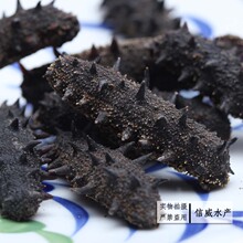 海参 首家货到付款海参店 50头无盐纯淡干 超高性价比