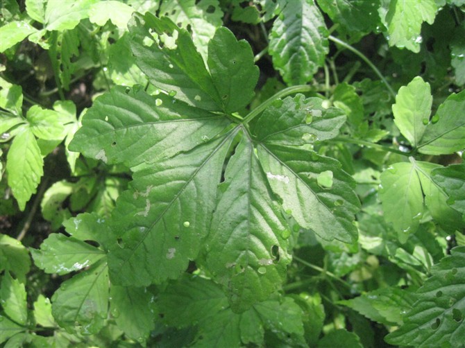 Shennongjia wild quality goods Gynostemma tea Seven leaf Dancha Southern ginseng Leaves 500 gramin the Traditional nourishing food , Health tea category - from Buy2taobao.com to provide professional Taobao agent buy service