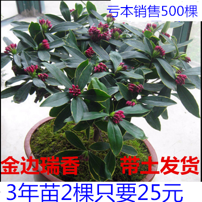 春節開花 瑞香花室內陽台綠植盆栽花卉 金邊瑞香花苗金邊瑞香結香在類目 鮮花速遞/花卉仿真/綠植園藝, 花卉/綠植盆栽(新), 綠植中 - 來自Buy2taobao.com提供專業的淘寶代購服務