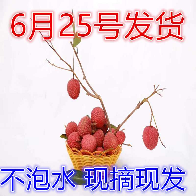 当季福建漳州黑叶荔枝非妃子笑桂味糯米糍荔枝新鲜水果5斤包邮|msdalam kategori daging perikanan/Buah-buahan segar dan sayur-sayuran/dimasak, buah-buahan segar, Litchi - dari Buy2taobao.com untuk memberikan perkhidmatan ejen Taobao profesional membeli