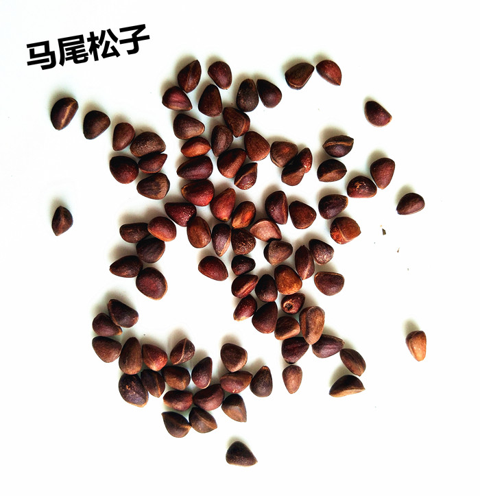 松鼠松子 金花松鼠糧食野生小堅果 魔王零食倉鼠食物 松籽/100克在類目 寵物/寵物食品及用品, 倉鼠類及其它小寵, 飼料/零食中 - 來自Buy2taobao.com提供專業的淘寶代購服務