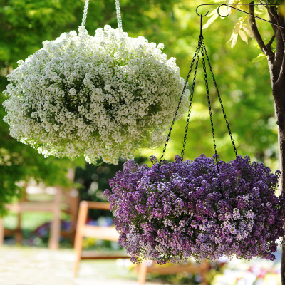 香雪球种子 四季播 春播鲜花种子 室内花卉阳台盆栽易种 花籽