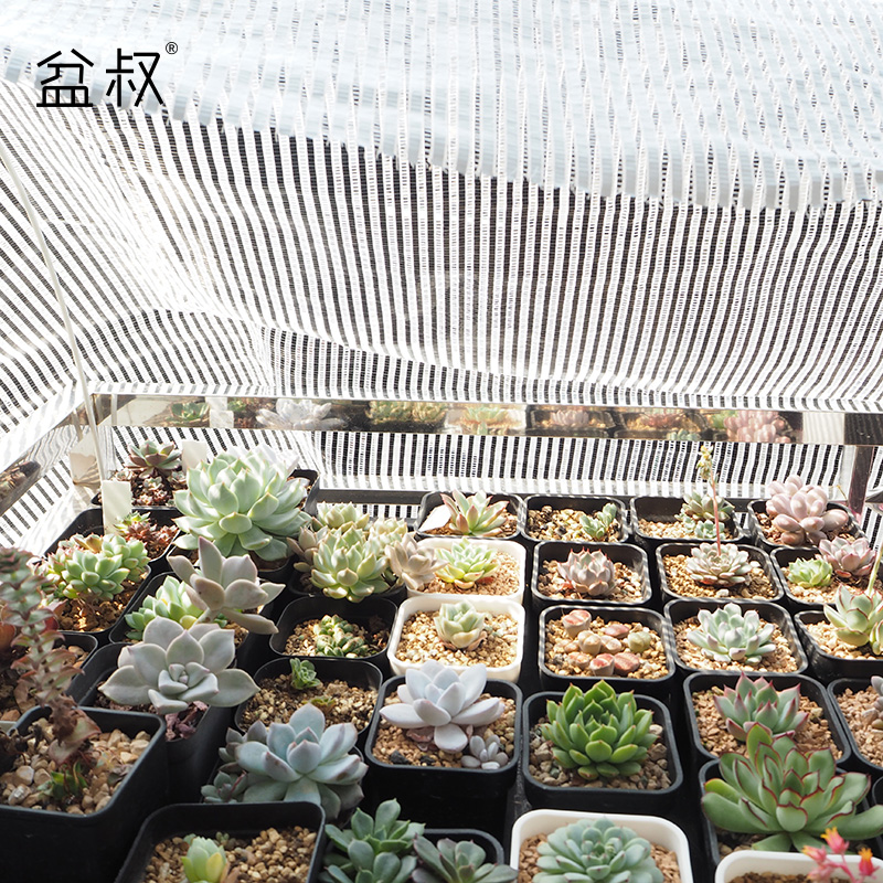 盆叔定制阳台庭院植物加密加厚遮阴花卉户外遮阳网多肉度夏防晒伤在类目 鲜花速递/花卉仿真/绿植园艺, 园艺用品, 其它园艺用品中 - 来自Buy2taobao.com提供专业的淘宝代购服务