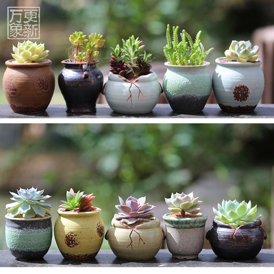 万象更新多肉植物 花卉盆栽肉肉植物组合盆栽含花盆多肉土盆栽