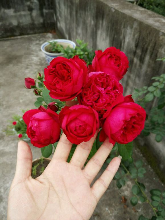 藤本 红色龙沙宝石 红龙月季花苗蔷薇玫瑰庭院