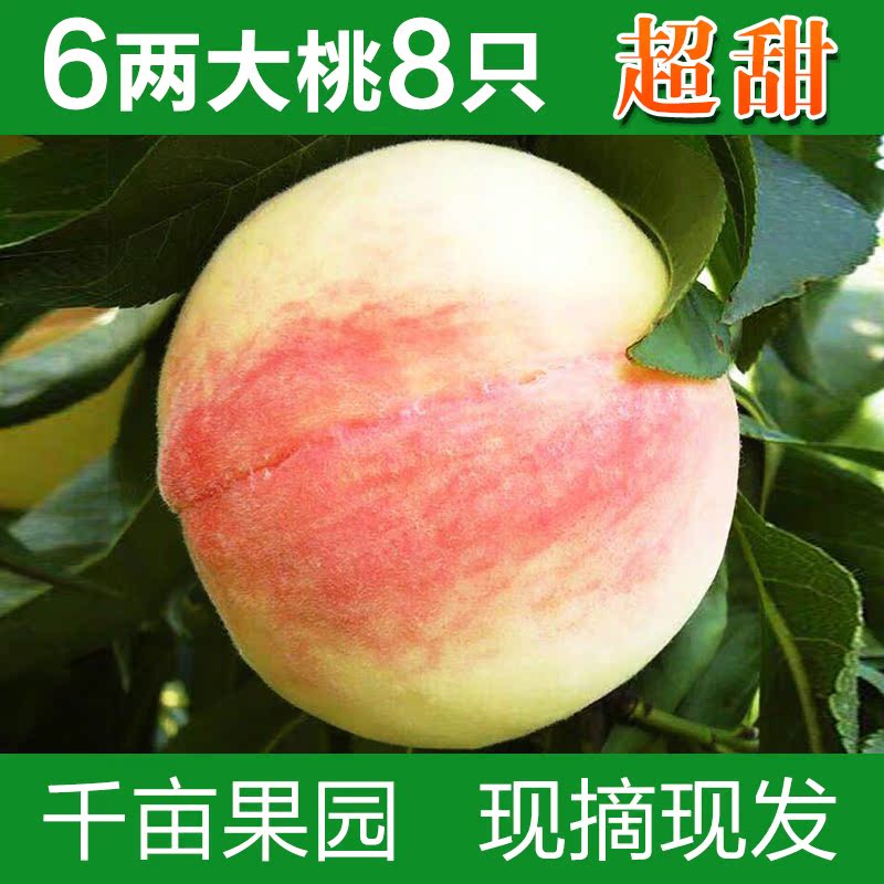 阳山水蜜桃8个无锡超甜湖景水蜜桃子新鲜水果孕妇水果大果|msdalam kategori daging perikanan/Buah-buahan segar dan sayur-sayuran/dimasak, buah-buahan segar, Peach - dari Buy2taobao.com untuk memberikan perkhidmatan ejen Taobao profesional membeli