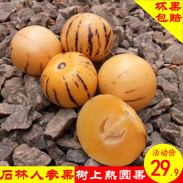 云南人参果 黄心圆长果5斤火山岩沙漠新鲜水果人生现摘现发包邮在类目 水产肉类/新鲜蔬果/熟食, 新鲜水果, 其它中 - 来自Buy2taobao.com提供专业的淘宝代购服务