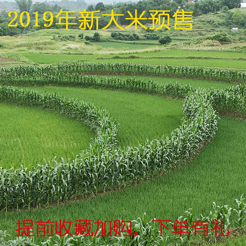 2019年新大米重慶榮昌農家自産天然無添加不抛光大米5斤裝預售在類目 糧油米麪/南北乾貨/調味品, 米/麪粉/雜糧, 米類, 大米中 - 來自Buy2taobao.com提供專業的淘寶代購服務