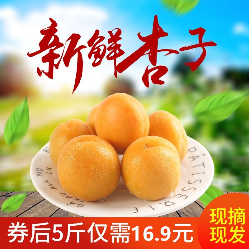 Fresh apricot fruit Yantai Apricot Sweet and sour sunlight 5 pounds make charges pregnant woman Seasonal fruit 10in the Aquatic meat/Fresh fruits and vegetables/Cooked , Fresh fruit , Other category - from Buy2taobao.com to provide professional Taobao agent buy service