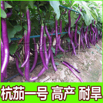 【杭茄种子】早熟 春秋保护地 露天栽培 皮色紫红 肉茄一号六号r
