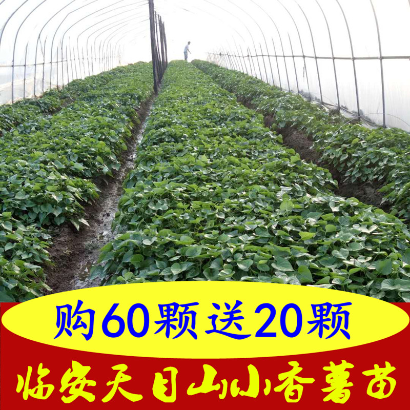 Sweet potato seedlings 60 Send satellites 20 Sweet potato Orthodox school Linan Mount Sweet potato seedlingsin the Aquatic meat/Fresh fruits and vegetables/Cooked , Fresh vegetables/Vegetable products , Fresh vegetables , Sweet potato category - from Buy2taobao.com to provide professional Taobao agent buy service