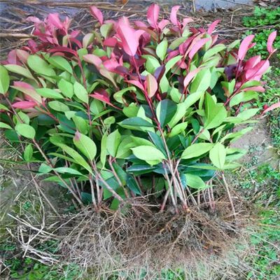 红叶石楠树苗合欢海桐球南天竹小苗红花继木色块苗绿化苗木篱笆苗
