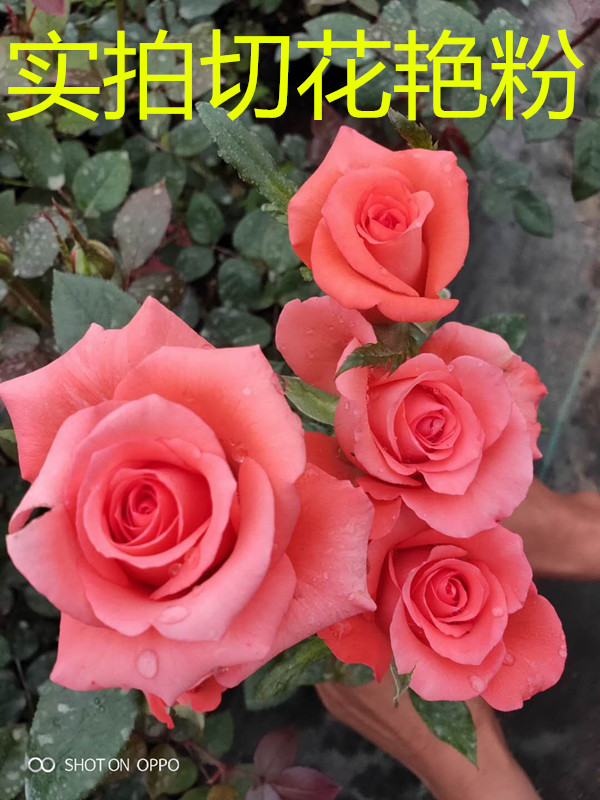 玫瑰花苗大花植物盆栽室内外桌面月季花卉观花带花苞四季开花包邮|ruв категории доставка цветов/цветок моделирования/растения садоводства, свадебные цветы макет, лепестки роз - от Buy2taobao.com для оказания профессиональной услуги покупки агента Taobao
