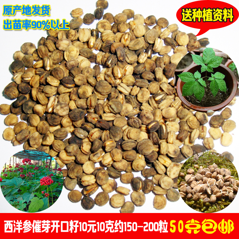 吉林西洋参花旗参种子限时折扣西洋正宗参开口籽10美国参催芽鲜种在类目 传统滋补营养品, 参类滋补品, 西洋参中 - 来自Buy2taobao.com提供专业的淘宝代购服务