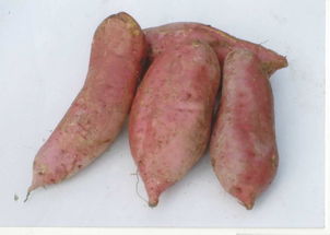 Farm Pollution sweet potato One box 10 Jin 45in the Aquatic meat/Fresh fruits and vegetables/Cooked , Fresh vegetables/Vegetable products , Fresh vegetables , Sweet potato category - from Buy2taobao.com to provide professional Taobao agent buy service
