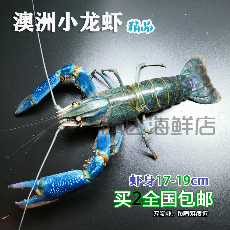 可以跟金龙鱼一起养精品蓝龙虾澳洲淡水小龙虾2只包邮在类目 宠物/宠物食品及用品, 水族世界, 虾中 - 来自Buy2taobao.com提供专业的淘宝代购服务