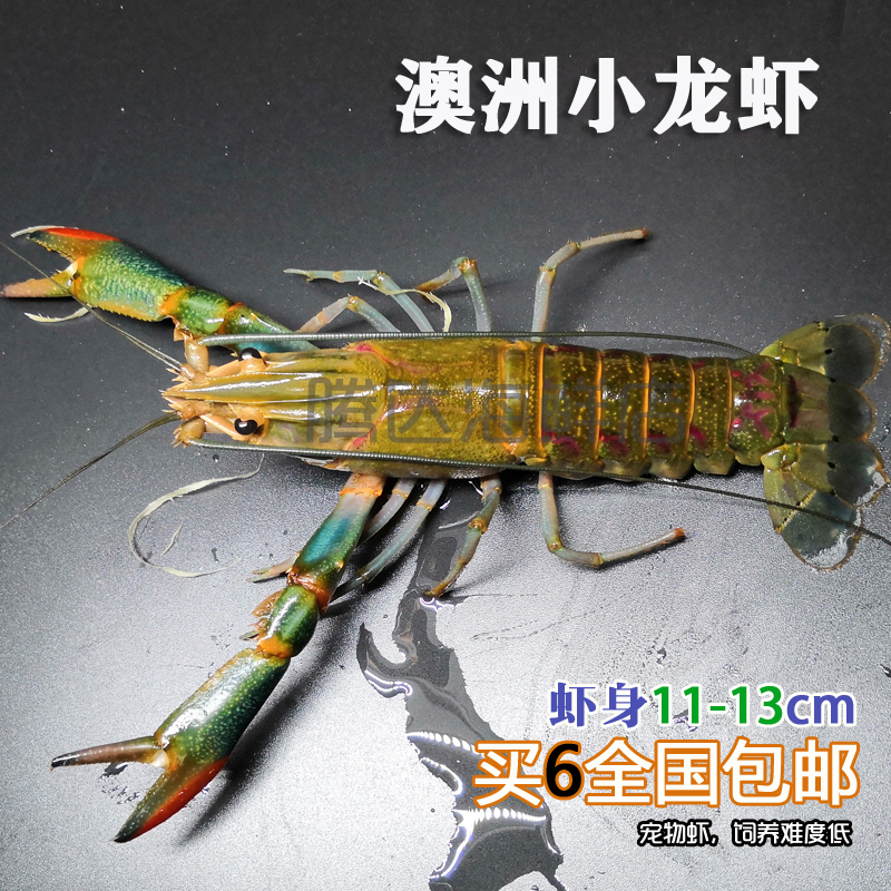澳洲淡水小龙虾宠物虾蓝龙虾11-13CM 6只顺丰包邮|msdalam kategori haiwan peliharaan/makanan haiwan dan bekalan, Aquarium World, udang - dari Buy2taobao.com untuk memberikan perkhidmatan ejen Taobao profesional membeli