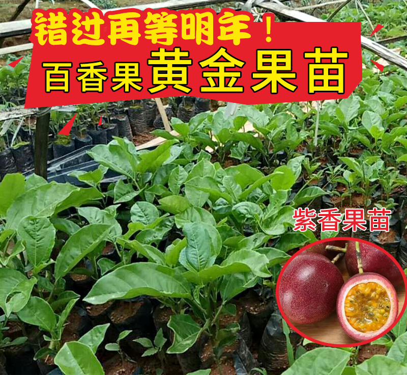 马上结果百香果树苗南方北方四季庭院植物阳台盆栽地栽种植水果苗|ruв категории доставка цветов/цветок моделирования/растения садоводства, садовое растение/даосское дерево/фруктовых деревьев, фруктовых деревьев - от Buy2taobao.com для оказания профессиональной услуги покупки агента Taobao