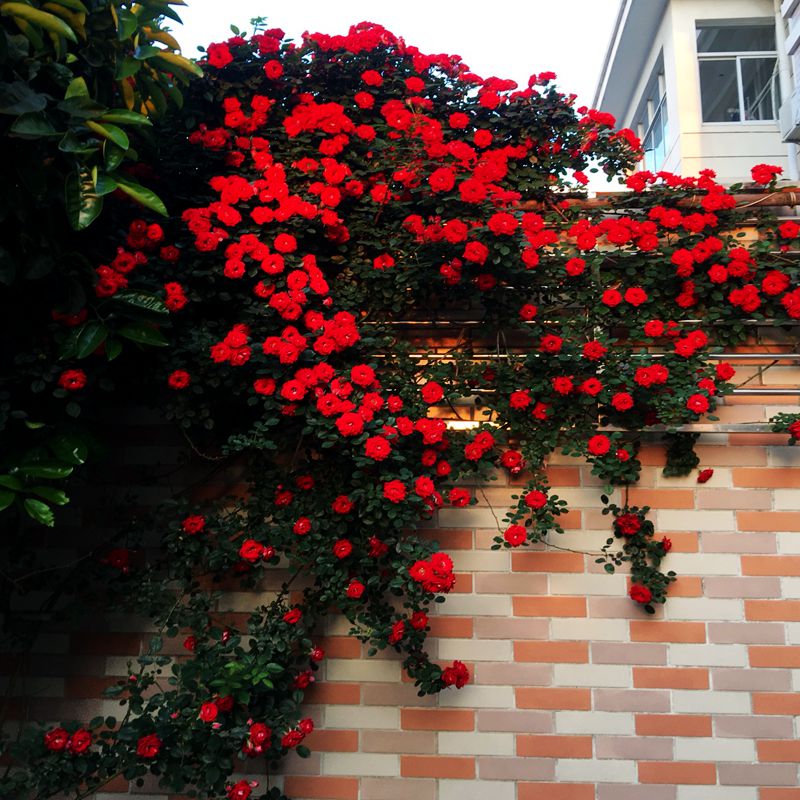 1米以上高爬藤月季花苗陽台庭院歐月藤本薔薇花攀爬植物四季開花在類目 鮮花速遞/花卉仿真/綠植園藝, 花卉/綠植盆栽(新), 花卉中 - 來自Buy2taobao.com提供專業的淘寶代購服務
