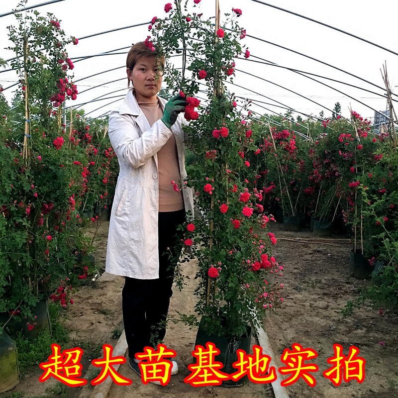 爬藤藤本月季特大苗庭院别墅拱门月季蔷薇苗攀爬植物四季开花包邮|msdalam kategori penghantaran bunga/bunga simulasi/tumbuhan berkebun, bunga/Tumbuh-tumbuhan tumbuh-tumbuhan pasu (baru), bunga - dari Buy2taobao.com untuk memberikan perkhidmatan ejen Taobao profesional membeli