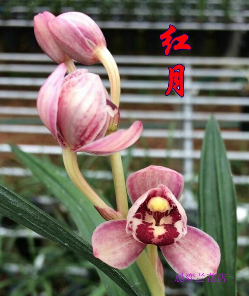 兰花 国兰草 绿植花卉盆栽 红色荷瓣花 建兰 红月 特价 120元/苗|msdalam kategori penghantaran bunga/bunga simulasi/tumbuhan berkebun, bunga/Tumbuh-tumbuhan tumbuh-tumbuhan pasu (baru), tumbuh-tumbuhan hijau - dari Buy2taobao.com untuk memberikan perkhidmatan ejen Taobao profesional membeli