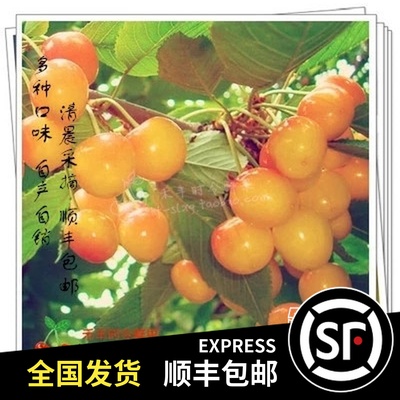 Shunfeng 5 pounds Citrine Yellow Honey 19 Production fresh fruit Dalian Golden State Cherry Cherryin the Aquatic meat/Fresh fruits and vegetables/Cooked , Fresh fruit , Cherries/Cherry category - from Buy2taobao.com to provide professional Taobao agent buy service