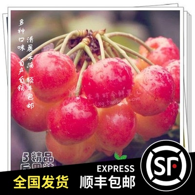 顺丰包邮5斤脆珠19年自产新鲜水果大连金州露天大樱桃车厘子在类目 水产肉类/新鲜蔬果/熟食, 新鲜水果, 车厘子/樱桃中 - 来自Buy2taobao.com提供专业的淘宝代购服务