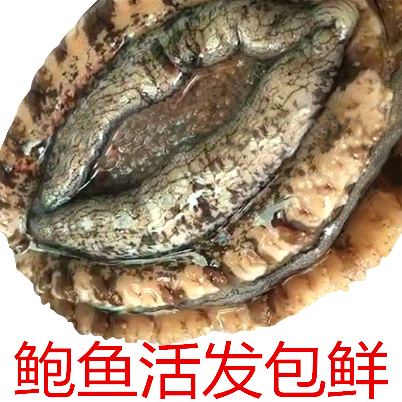 新鲜野生鲍鱼活体贝类海鲜水产9-11个一斤鲜活大鲍鱼|msdalam kategori daging perikanan/Buah-buahan segar dan sayur-sayuran/dimasak, makanan laut/produk akuatik/produk, kerang, Abalone - dari Buy2taobao.com untuk memberikan perkhidmatan ejen Taobao profesional membeli