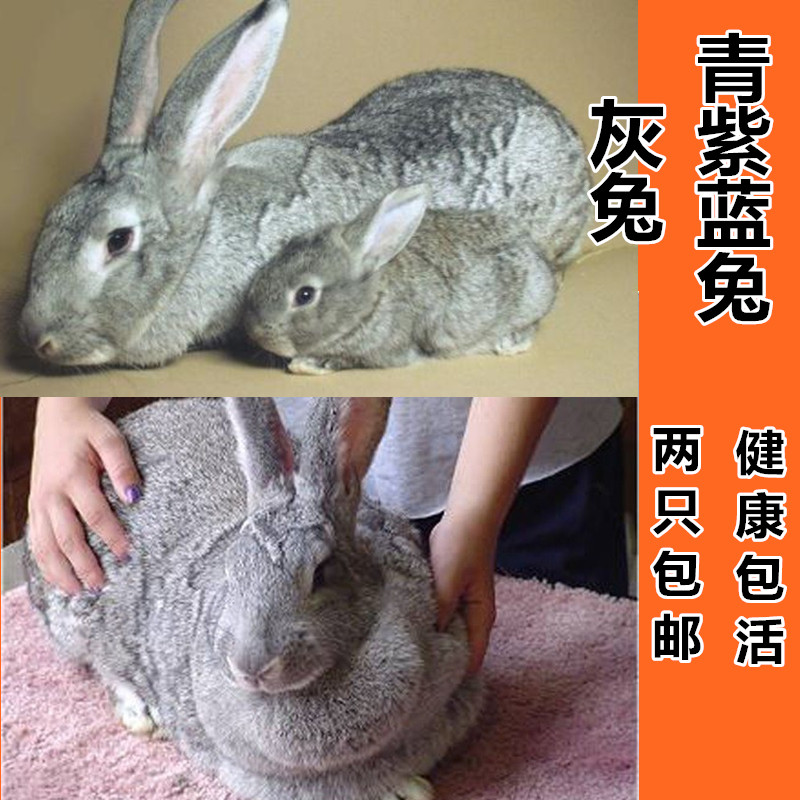 只限江浙沪2只 包邮大型肉兔野兔灰兔黑兔活体可长10斤包邮在类目 宠物/宠物食品及用品, 兔类及其用品, 兔中 - 来自Buy2taobao.com提供专业的淘宝代购服务