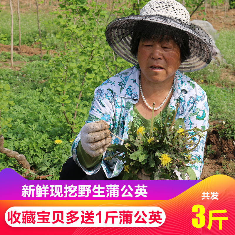 21[wild Dandelion fresh Mother Ding natural Potherb 3 poundsin the Aquatic meat/Fresh fruits and vegetables/Cooked , Fresh vegetables/Vegetable products , Fresh vegetables , Other category - from Buy2taobao.com to provide professional Taobao agent buy service