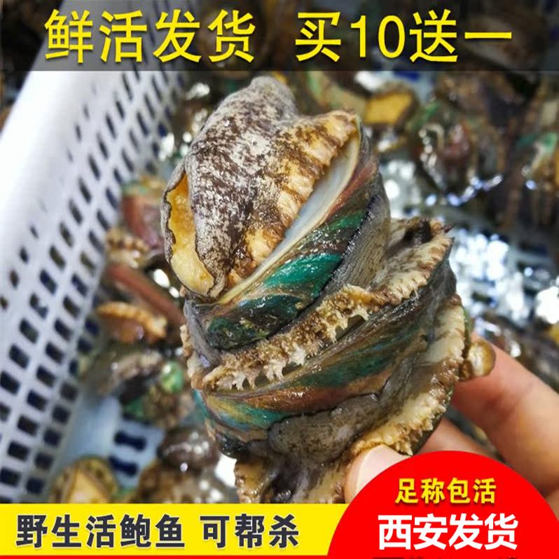 鮮活鮑魚 野生活體大連鮑魚 西安海鮮水産包郵 1個約30-35g在類目 水產肉類/新鮮蔬果/熟食, 海鮮/水產品/製品, 貝類, 鮑魚中 - 來自Buy2taobao.com提供專業的淘寶代購服務