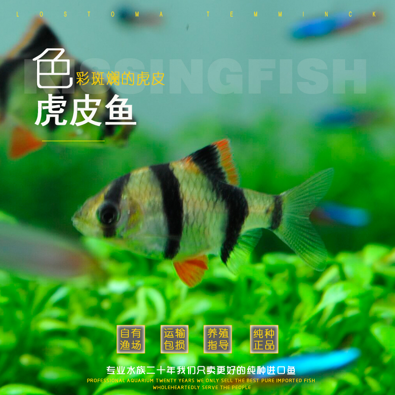 Tiger fish Tiger Tiger Tropical Fish Ornamental fish living thing small-scale Pet fishin the Pet/Pet food and supplies , Aqua World , Fish category - from Buy2taobao.com to provide professional Taobao agent buy service