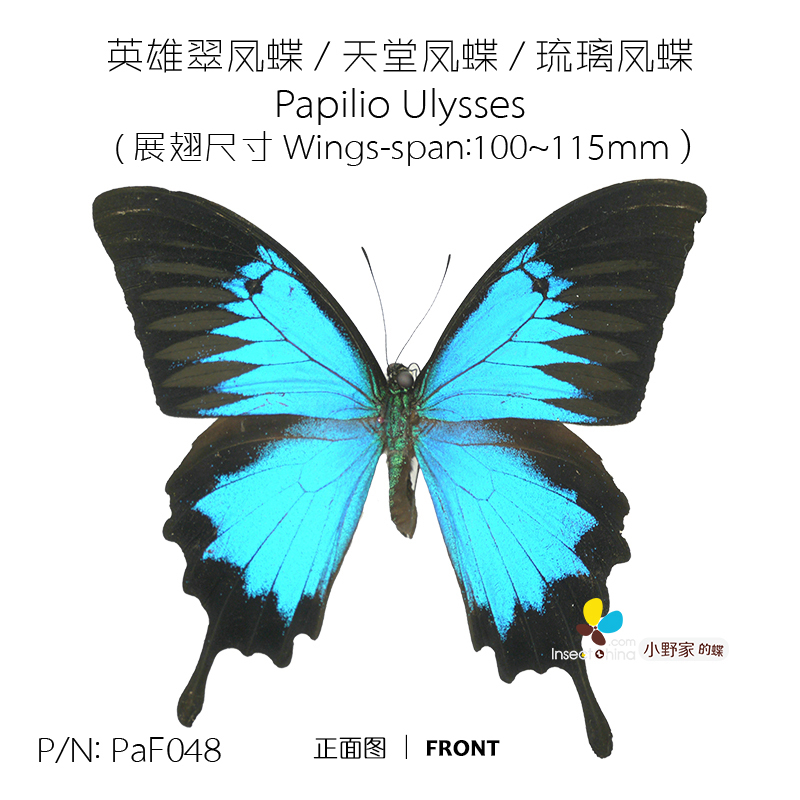 天堂凤蝶Papilio Ulysses 小野家的蝶未展翅原蝶昆虫真蝴蝶标|ruв категории Домашний быт, Другие технологии украшения - от Buy2taobao.com для оказания профессиональной услуги покупки агента Taobao