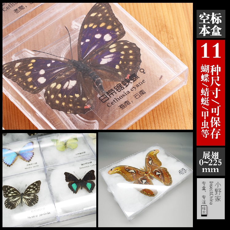 11種空標本盒高透 小野家的蝶已展翅標本蝴蝶蛾昆蟲標本保存展示在類目 家居飾品, 相框/畫框中 - 來自Buy2taobao.com提供專業的淘寶代購服務