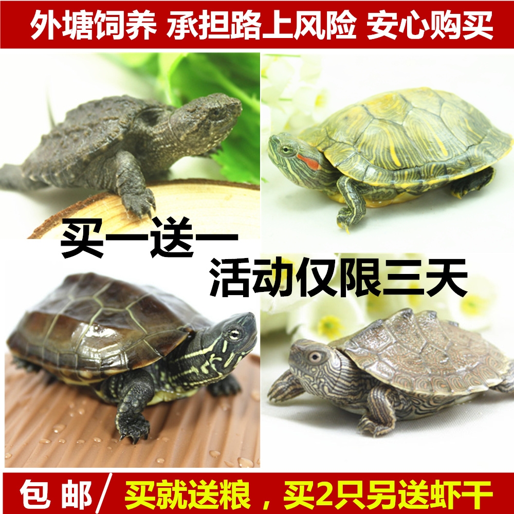 好养易活的小动物 小型宠物小型好养 水族宿舍学生抖音好物易活|ruв категории животное/Животное питание и принадлежностей, аквариум мира, черепаха/черепаха - от Buy2taobao.com для оказания профессиональной услуги покупки агента Taobao