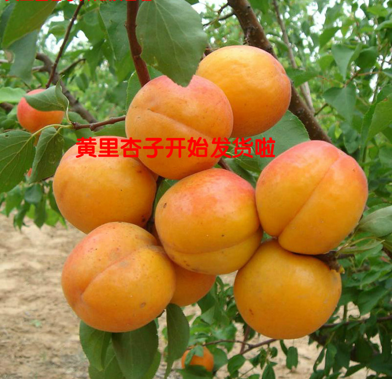 黄里杏子新鲜现摘现发 香甜可口 金太阳巴豆杏梅子杏一份 包邮在类目 水产肉类/新鲜蔬果/熟食, 新鲜水果, 其它中 - 来自Buy2taobao.com提供专业的淘宝代购服务