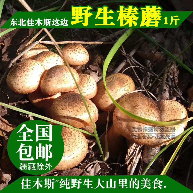 new goods Northeast Heilongjiang Jiamusi specialty Hazel mushroom wild Mushroom dried food high quality Rootless Mushroom 500gin the Agri rice/Dried foods/Condiment , Dried foods/Meat Dry , Dry/Native , Mushroom category category - from Buy2taobao.com to provide professional Taobao agent buy service