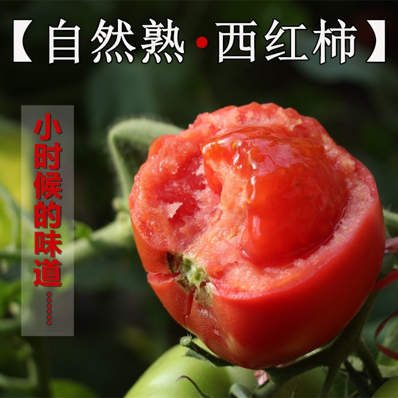 Small tomatoes fresh fruit Provence tomato Vegetables Good one Tomatoes Fresh 5in the Aquatic meat/Fresh fruits and vegetables/Cooked , Fresh vegetables/Vegetable products , Fresh vegetables , Tomatoes category - from Buy2taobao.com to provide professional Taobao agent buy service