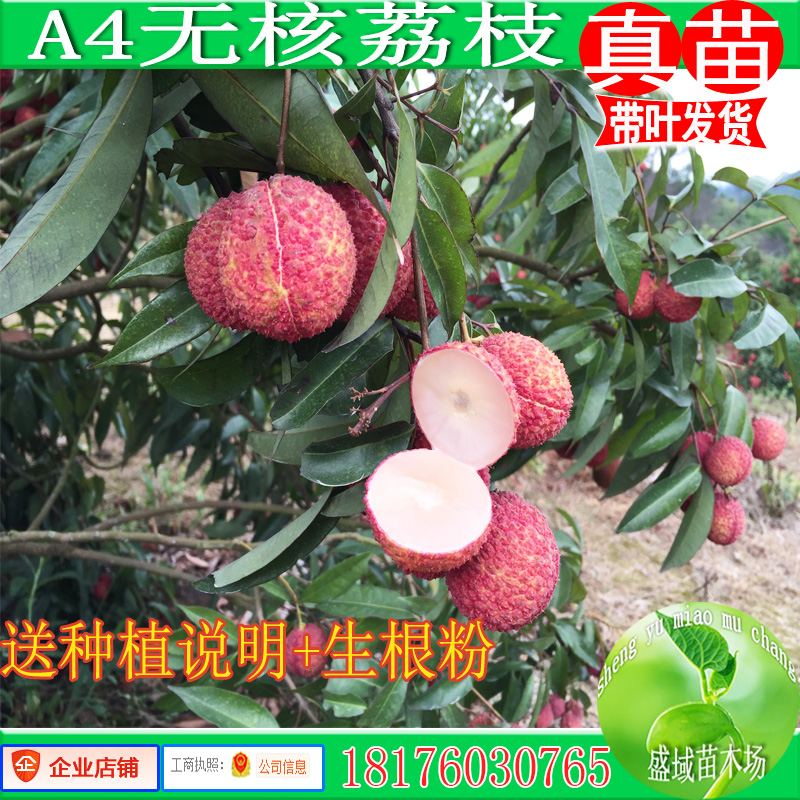包邮果树无核荔枝苗妃子笑苗糯米糍桂味白糖罂南方果树苗庭院植物在类目 鲜花速递/花卉仿真/绿植园艺, 花园植物/行道树/果树, 果树中 - 来自Buy2taobao.com提供专业的淘宝代购服务