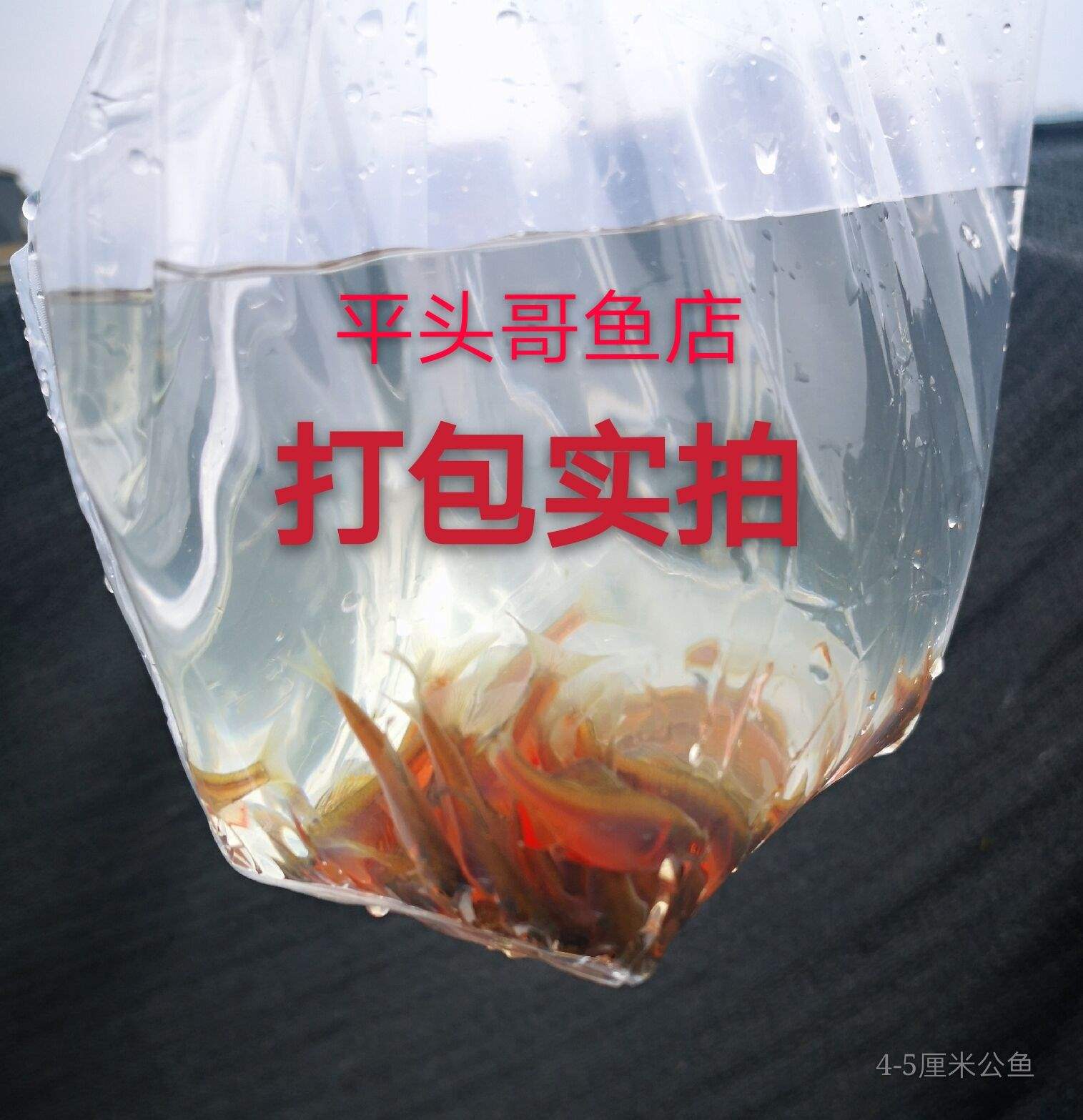 大降价!满百包邮 西南鳑鲏 火山鳑鲏 鱊 旁皮 原生鱼 冷水鱼 鱼|msdalam kategori haiwan peliharaan/makanan haiwan dan bekalan, Aquarium World, ikan - dari Buy2taobao.com untuk memberikan perkhidmatan ejen Taobao profesional membeli