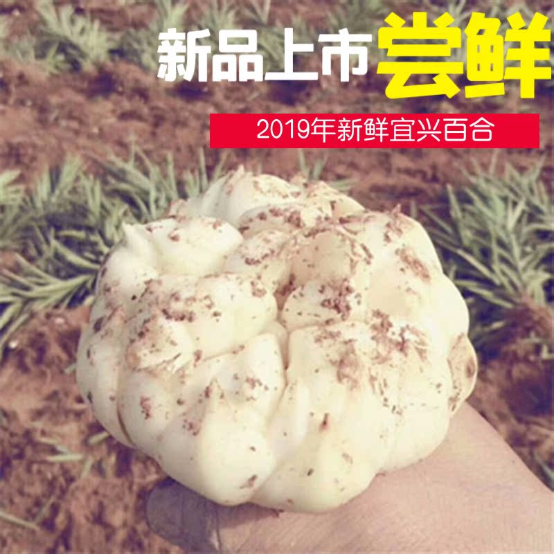 宜興鮮百合2018宜興百合壹斤3個內百合原産地發貨江浙滬皖5斤包郵在類目 糧油米麪/南北乾貨/調味品, 南北乾貨/肉類乾貨, 乾貨/土特產, 百合幹中 - 來自Buy2taobao.com提供專業的淘寶代購服務