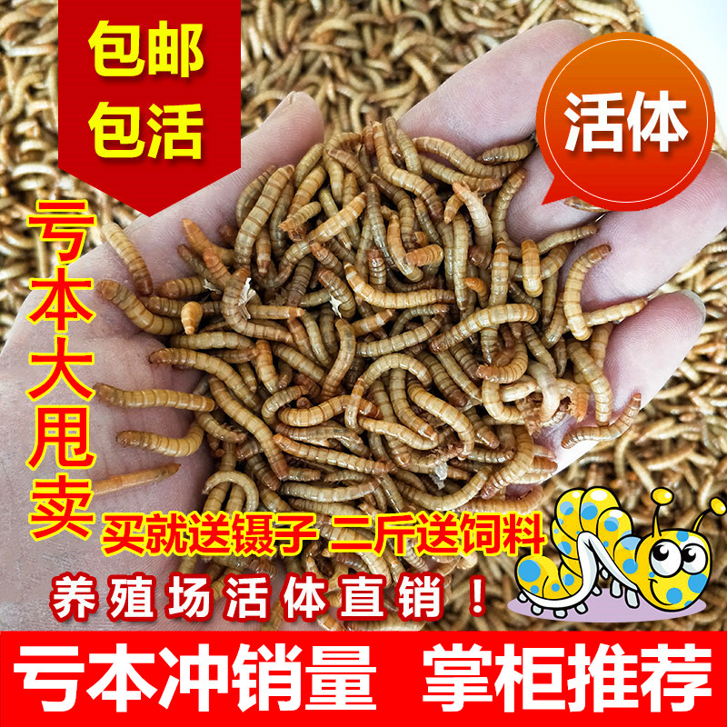 黄粉虫活体 面包虫活体种虫龙鱼蜥蜴乌龟石蛙鸟仓鼠饲料引种包邮|msdalam kategori haiwan peliharaan/makanan haiwan dan bekalan, Aquarium World, Turtle Watch/makanan penyu - dari Buy2taobao.com untuk memberikan perkhidmatan ejen Taobao profesional membeli