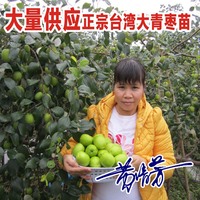 丰产枇杷(当年结果壮苗)-庭院阳台种植当年结果