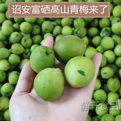 诏安富硒高山新鲜青梅 原生态酸梅子孕妇水果 现摘现发5斤