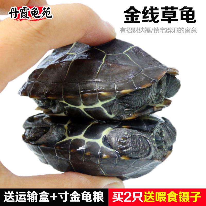 Tortoise living thing China Tortoise Pet turtle Rosewood Gold Line Tortoise Outside the pond Tortoise Mexican turtle Turtle Watch Lucky Turtlein the Pet/Pet food and supplies , Aqua World , Turtle/Turtle category - from Buy2taobao.com to provide professional Taobao agent buy service