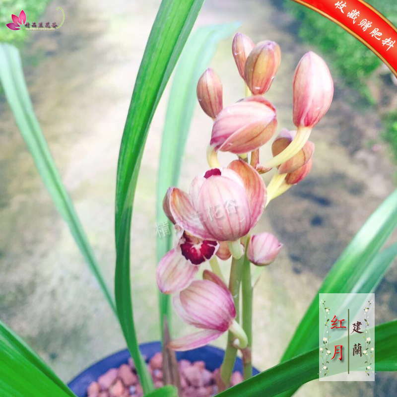 Orchid seedlings Red moon of Cymbidium Four Seasons Portland Strong fragrance feed Green plant Potted plantin the Flower delivery/Flowers simulation/Plants gardening , Flowers/Potted plants (New) , Flowers category - from Buy2taobao.com to provide professional Taobao agent buy service